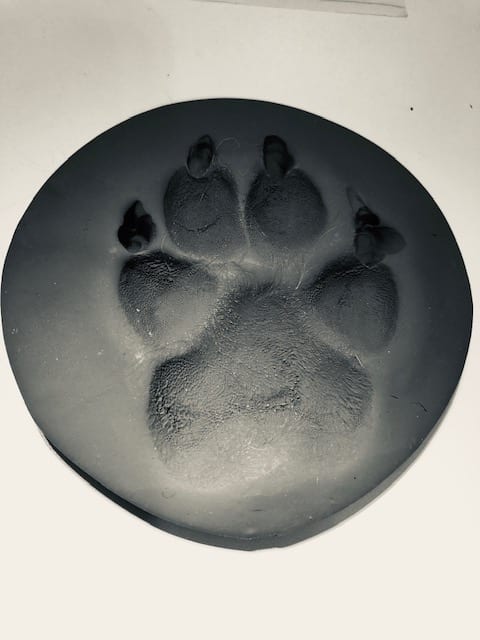 Honey Dog's Paw Print