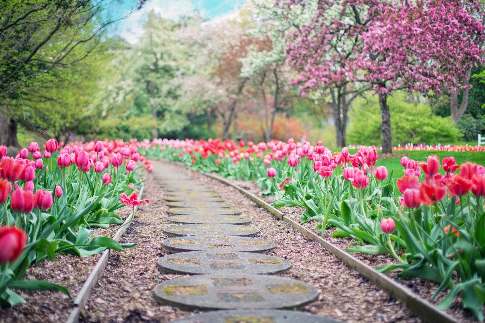 Path with tulips lining either side