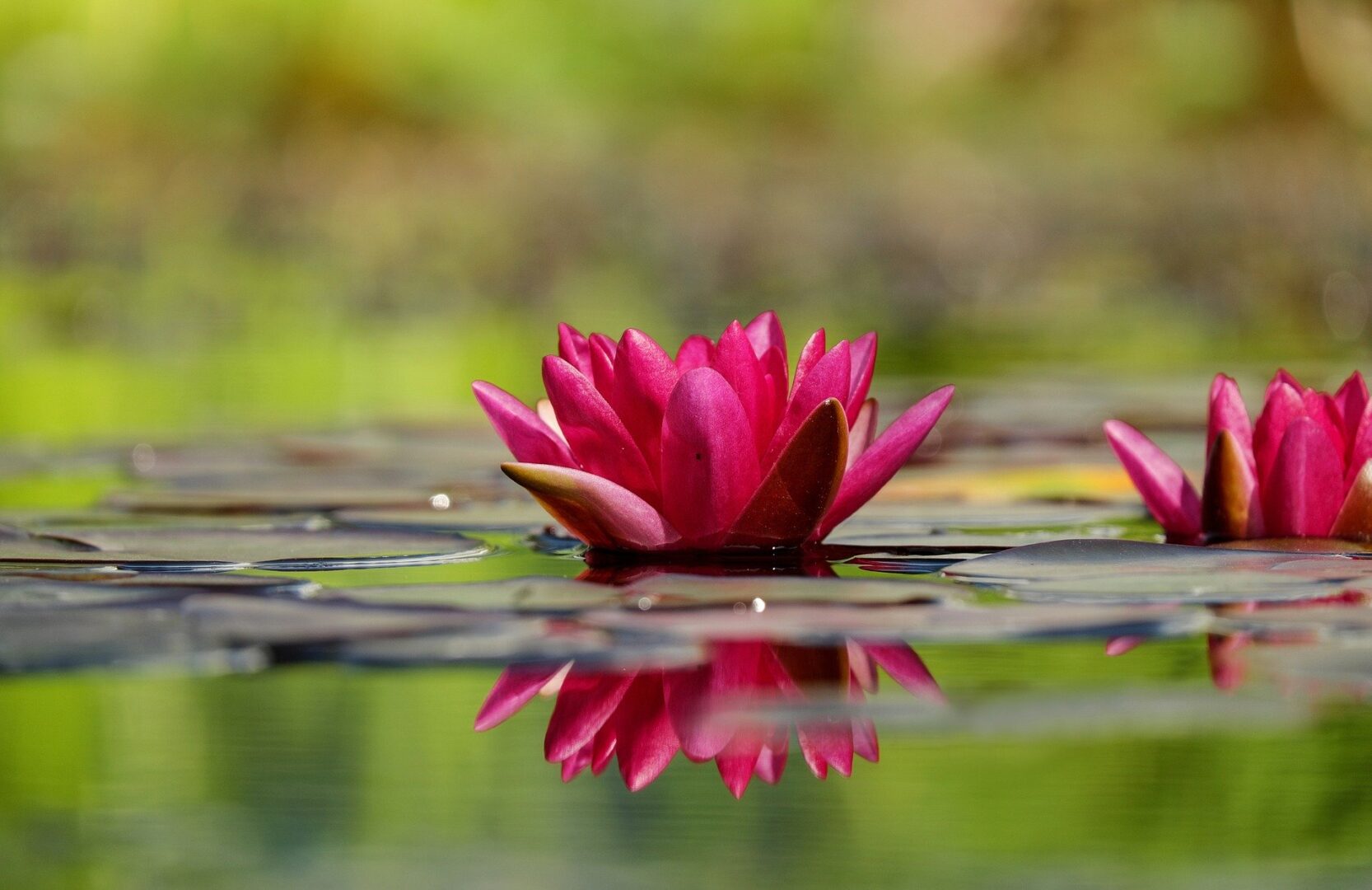 Water Lilly in water