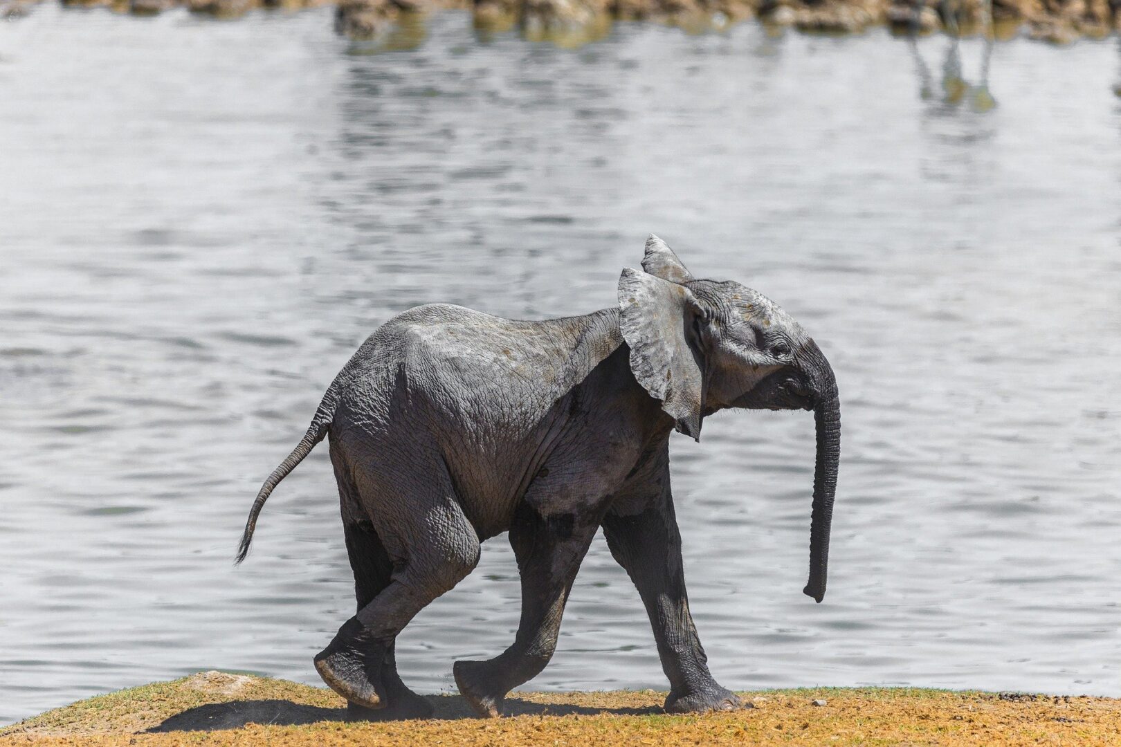 Baby Elephant walking by the water