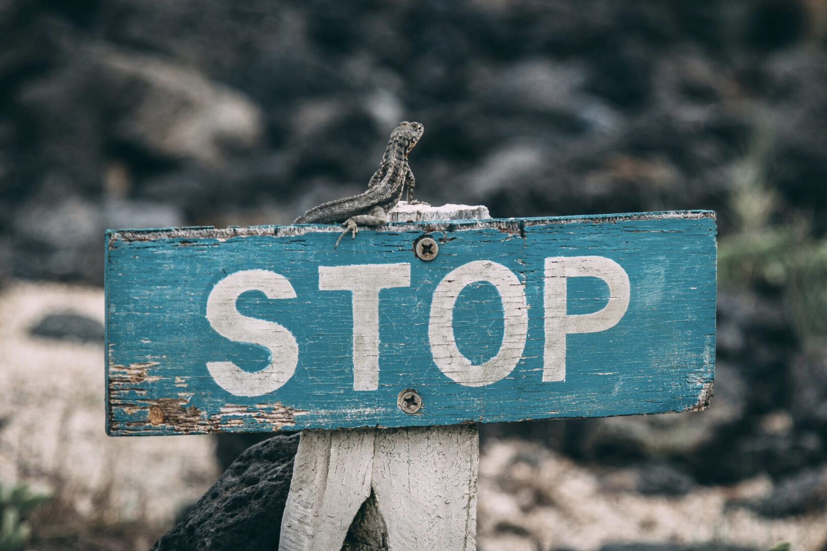 Stop with a lizzard on to of the sign