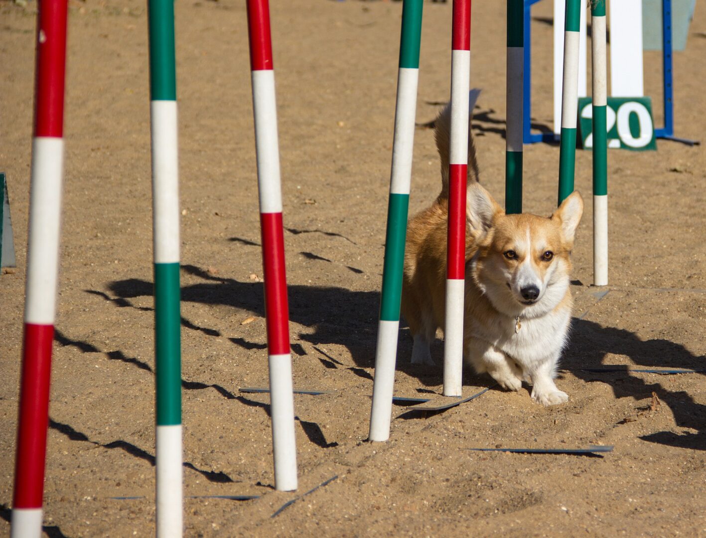 Corgi running obstacles