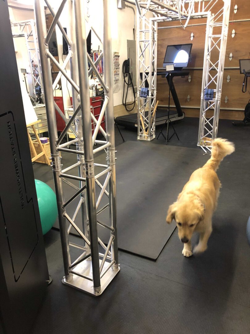 Picture in my gym. FitSpring exercise equipment, tredmill and dog