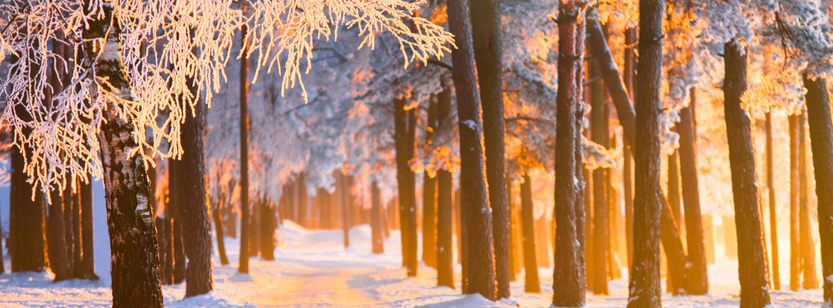 Winter Sunny Landscape With Lights